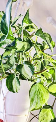 Epipremnum happy live