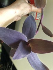 IMG_3790.jpeg