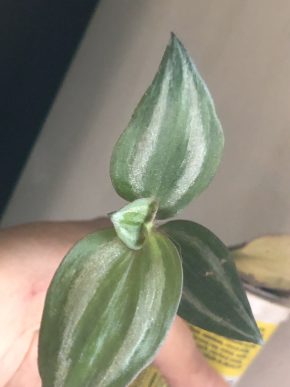 Tradescantia Zebrina Giant - čerstvý řizek