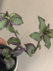 IMG_3786.jpeg