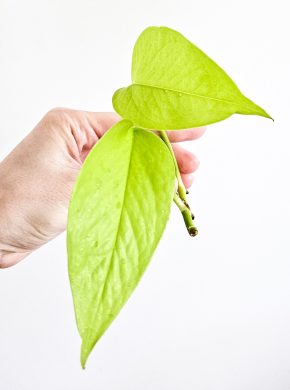 Epipremnum neon