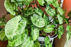 Syngonium pixe