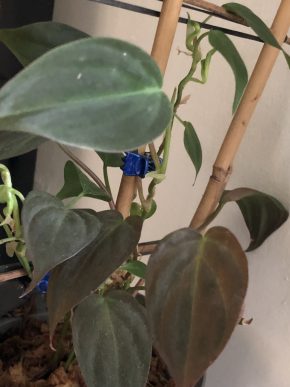 Philodendron scandens Micans - stonkovy  řizek
