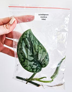 Scindapsus exotica