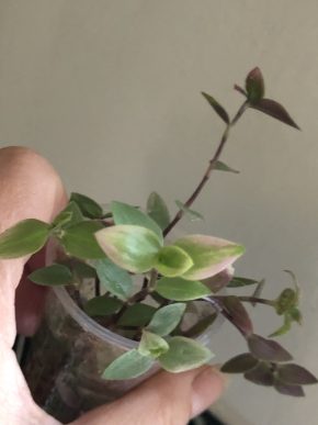 Tradescantia Cribo - čerstvý řizek ( 4 kus )
