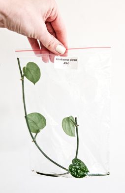 Scindapsus pictus trebie 2v1