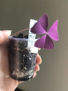 Oxalis Mijke   - baby rostlina .