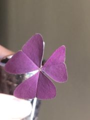 IMG_3773.jpeg