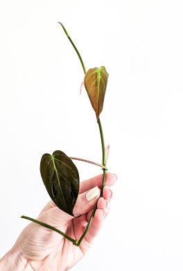 Philodendron micans