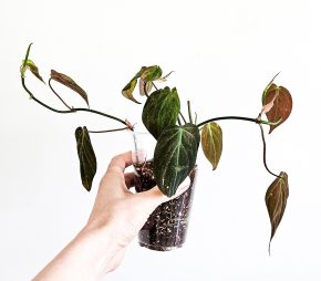 Philodendron micans