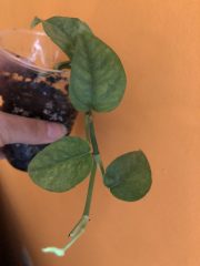 IMG_3756.jpeg