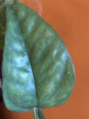 Epipremnum Pinnatum Mint Cream - stonkovy řizek