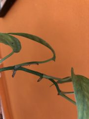 IMG_3759.jpeg