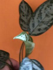 IMG_3753.jpeg