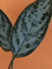 IMG_3754.jpeg