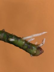 IMG_3752.jpeg