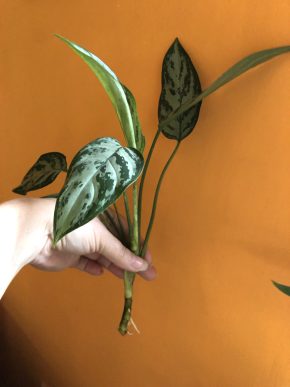 Aglonema Mária - řizek z kořeni