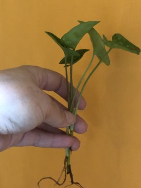 Syngonium Panda - řizek z kořeni .