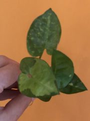 IMG_3749.jpeg