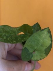 IMG_3751.jpeg
