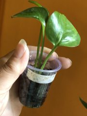 IMG_3747.jpeg