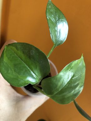 Epipremnum Emerald - rostlina