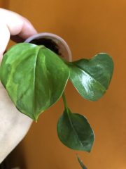 IMG_3744.jpeg