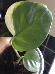IMG_3700.jpeg