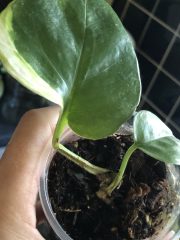 IMG_3702.jpeg