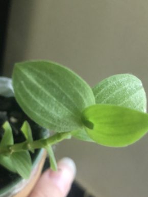 Tradescantia Aneilema Zebrinum - čerstvý řizek