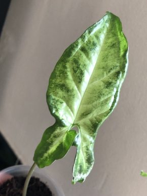 Syngonium Angustatum - rostlina