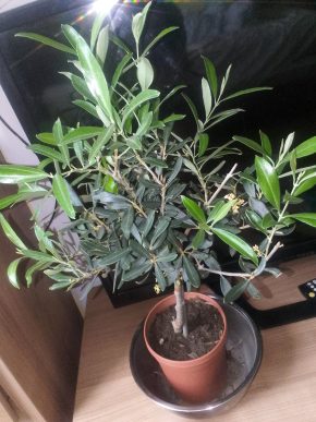 Olivovník evropský (Olea europaea) – zdravá rostlina Zdravý vzrostlý olivovník