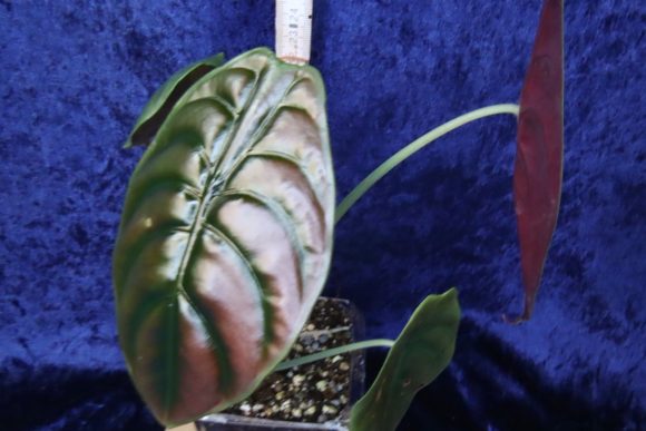 A.Cuprea red 1200.jpg