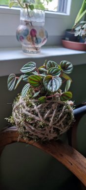 KOKEDAMA - Pepřinec