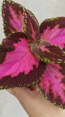 Okrasná kopřiva / coleus - neon růžová