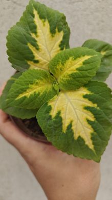 Okrasná kopřiva / coleus - zeleno-žlutá