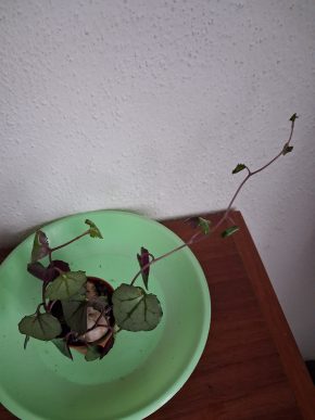 Senecio Mikanoides