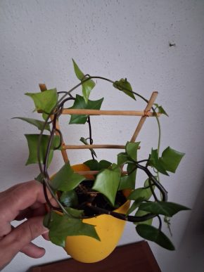 Senecio Makroglosus