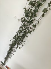 1000010818.jpg