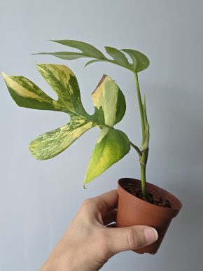 Rhaphidophora tetrasperma variegata AUREA monstera minima