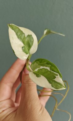 Epipremnum aureum 'N'Joy' řízek s růstem