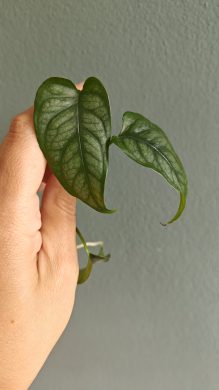 Monstera siltepecana zakořeněný řízek