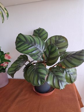 Calathea fasciata