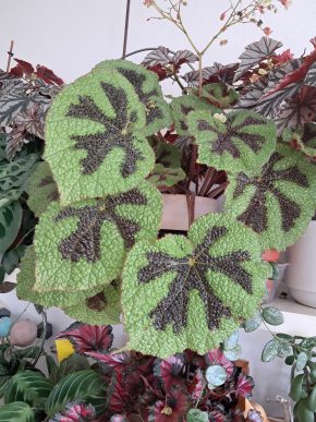 Begonia masoniana iron cross