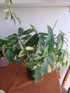 Ctenanthe golden mosaic
