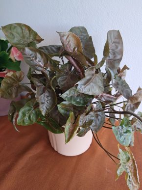 Syngonium maria