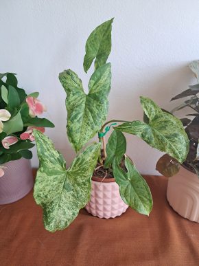 Syngonium mojito