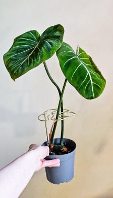 Philodendron gloriosum zebra