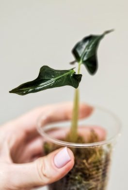 Alocasia loco