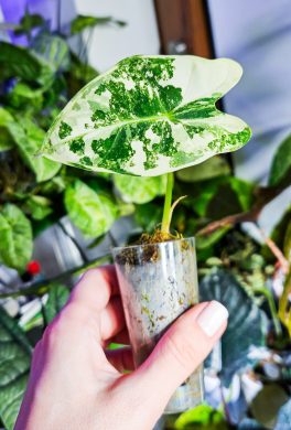 Alocasia frydek variegata